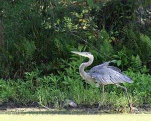 Adult male great blue heron in territorial display running along the shore.