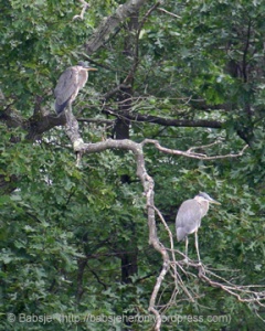 Great blue heron fledglings in the rain. They fledged between July 16th and July 22nd, 2013