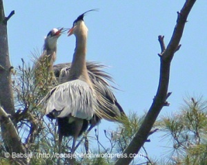 Great blue heron adults pair bonding during nest building.