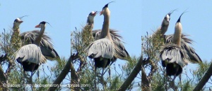 The herons engage each other during a break in nest building.