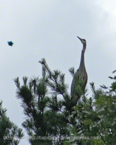 Father great blue heron has fled the nest and watches anxiously from the tall pines.