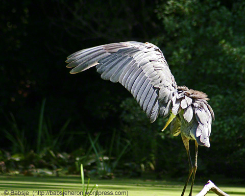 Great Blue Heron stretching her wing deep in the cove - babsjeheron   © 2013 Babsje (https://babsjeheron.wordpress.com)