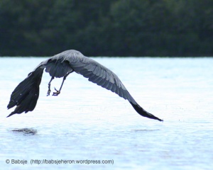 Great blue heron wings her way across the lake.