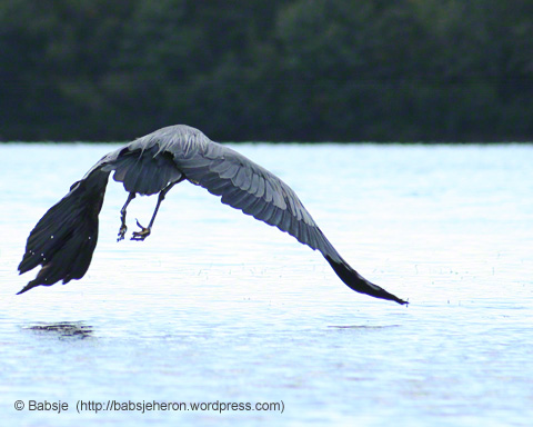 Great blue heron wings her way across the lake. © Babsje (https://babsjeheron.wordpress.com)