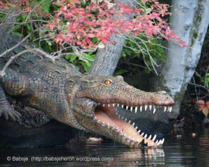 Alligator on the shore of the Charles River - babsjeheron  © 2021 Babsje (https://babsjeheron.wordpress.com)