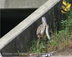 Great blue heron fledgling with dead pike.