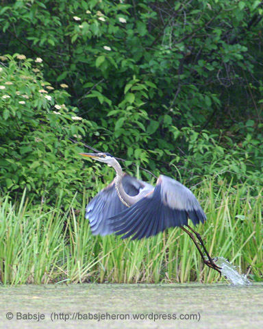 Great blue heron lifting off.
