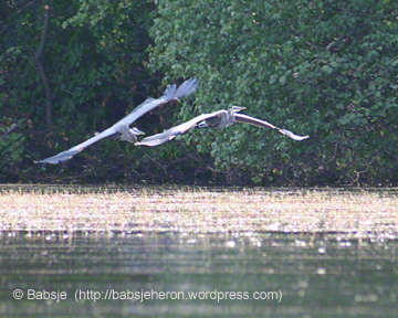 Great blue heron with broken leg chasing off an interloper. © Babsje (https://babsjeheron.wordpress.com)
