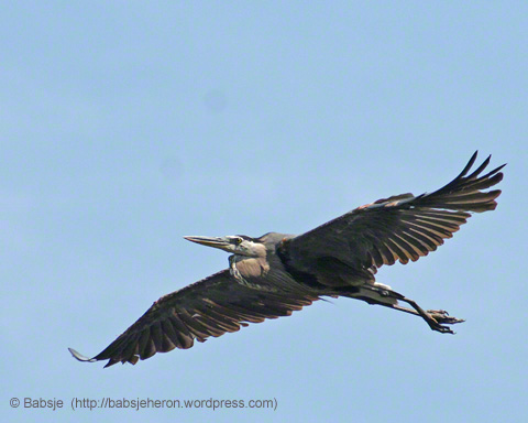 Great blue heron with broken leg soaring up high. © Babsje (https://babsjeheron.wordpress.com)
