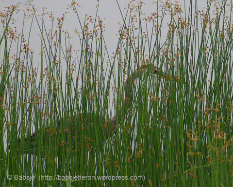 Great Blue Heron yearling fishing in the reeds - babsjeheron  © Babsje (https://babsjeheron.wordpress.com)