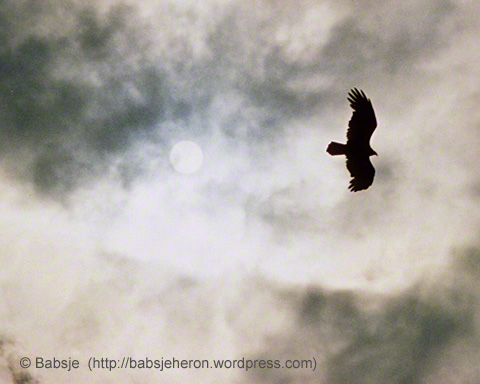 Red tailed hawk silhouetted against a bruised sky.