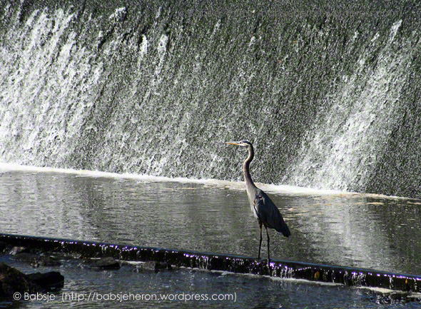 Great Blue Heron and Waterfall - babsjeheron © Babsje (https://babsjeheron.wordpress.com)