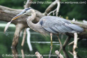 Great Blue Heron Fishes with Feather Nbr 13  babsjeheron © 2021 Babsje (https://babsjeheron.wordpress.com)