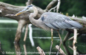Great Blue Heron Fishes with Feather Nbr 14  babsjeheron © 2021 Babsje (https://babsjeheron.wordpress.com)