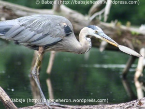 Great Blue Heron Fishes with Feather Nbr 4  babsjeheron © 2021 Babsje (https://babsjeheron.wordpress.com)