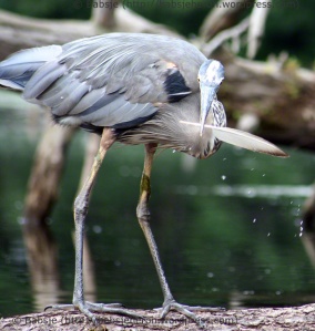 Great Blue Heron Fishes with Feather Nbr 5  babsjeheron   © 2021 Babsje (https://babsjeheron.wordpress.com)
