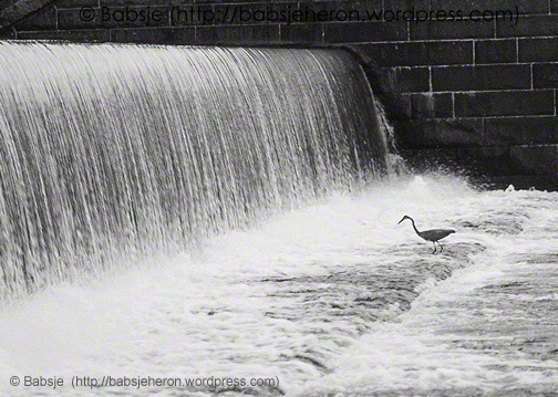 Great Blue Heron at Waterfall Nbr 2 - babsjeheron © 2023 Babsje (https://babsjeheron.wordpress.com)